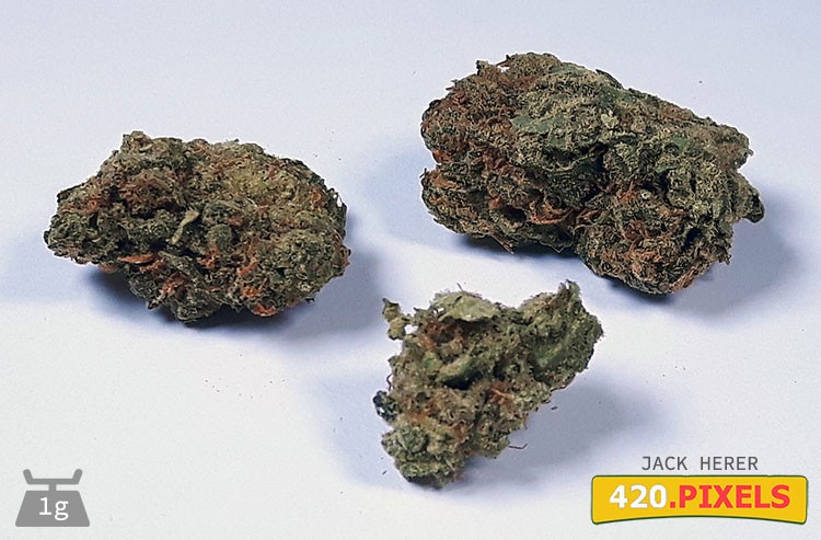 Jack Herer - Strain Information - CannaConnection