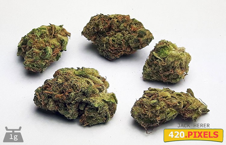 Jack Herer - Strain Information - CannaConnection