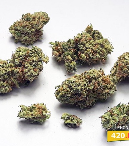 Lemon Zkittle - Strain Information - CannaConnection.