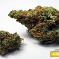 Liberty Haze (420.pixels)