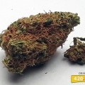 Orange Bud (420.pixels)