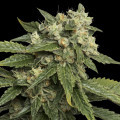 Sour Kosher (DNA Genetics)