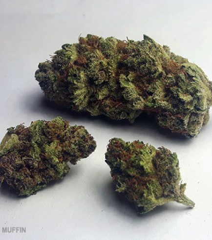 Blueberry Muffin (420.pixels)