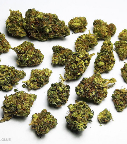 Gorilla Glue #5 Marijuana Strain Information & Reviews - AllBud