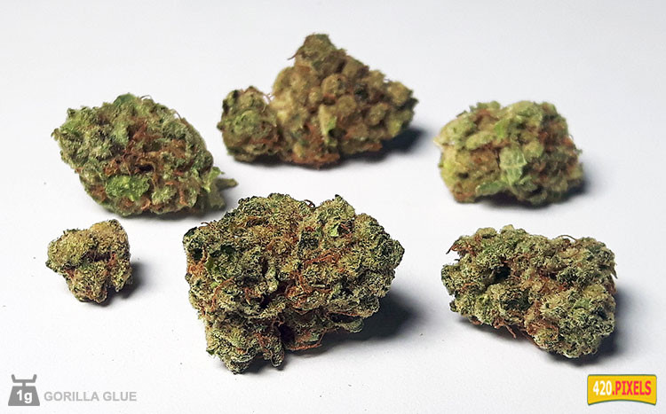 Strain Spotlight: Gorilla Glue Strain