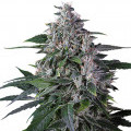 Karel's Haze (Super Sativa Seed Club)