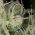 Blue Dream (Humboldt Seeds)