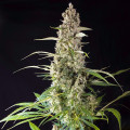 Prima Holandica (Super Sativa Seed Club)