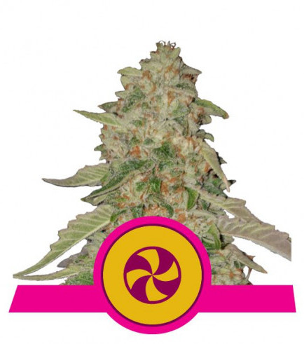 Sweet Zkittlez (Royal Queen Seeds)