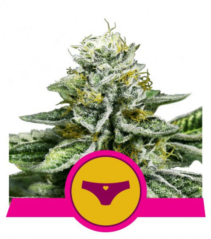 Sherbet Queen (Royal Queen Seeds)