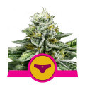 Sherbet Queen (Royal Queen Seeds)