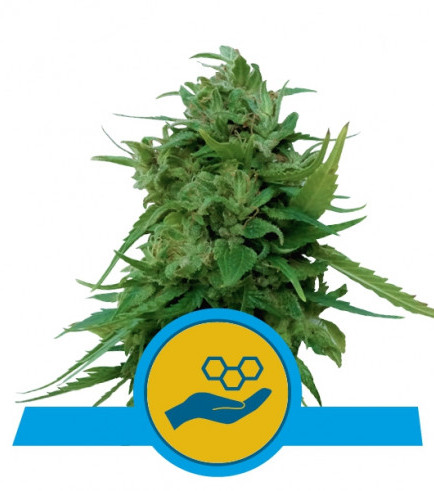 Solomatic CBD (Royal Queen Seeds)