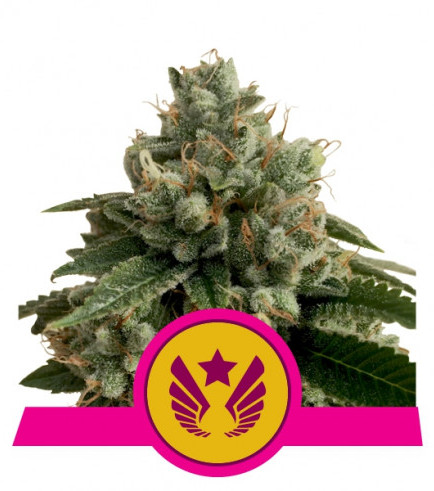 Legendary Punch (Royal Queen Seeds)