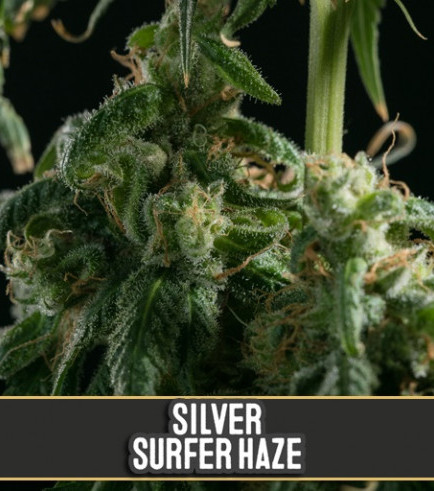 Silversurfer Haze (Blimburn Seeds)