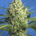 Jack 47 XL Autofloreciente (Sweet Seeds)