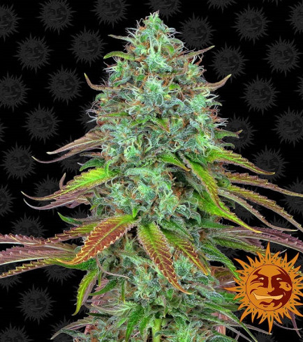 LSD Autofloreciente (Barney's Farm)