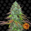 LSD Autofloreciente (Barney's Farm)