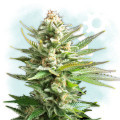 Amnesia Haze (Zamnesia Seeds)