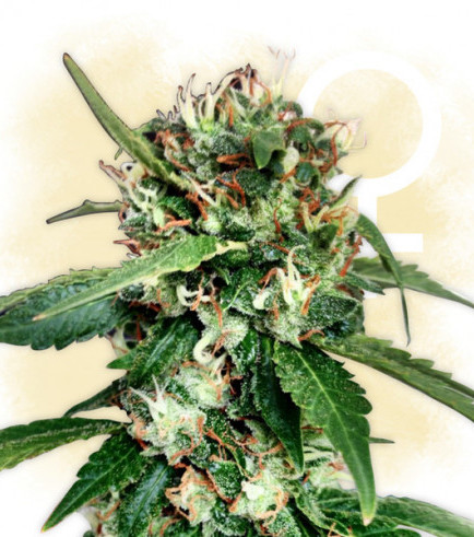 Blue Dream (Zamnesia Seeds)