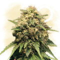 Cash Express (Zamnesia Seeds)