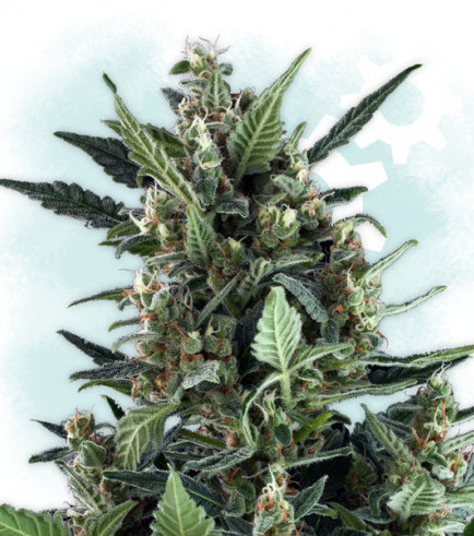 Cherry Bud Autoflowering (Zamnesia Seeds)