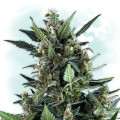 Cherry Bud Autofloreciente