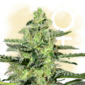 Skunk Classic (Zamnesia Seeds)