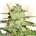 Critical (Zamnesia Seeds)