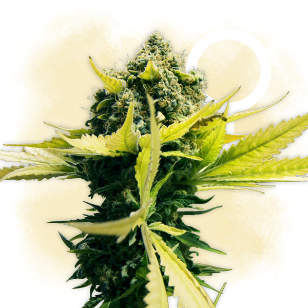 The Duration And Different Levels Of A Weed High - Zamnesia Blog