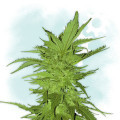 Girl Scout Cookies Autofloreciente