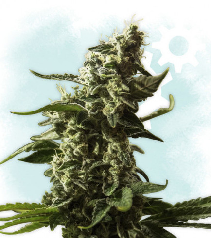 Gorilla Glue Autoflowering (Zamnesia Seeds)