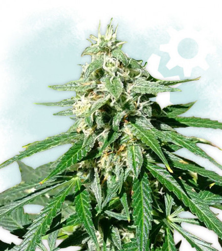 Jack Herer Autofloreciente