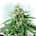 Jack Herer Autofloraison