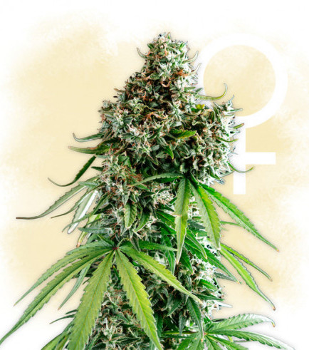 Lemon Power Haze (Zamnesia Seeds)