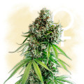 Lemon Power Haze (Zamnesia Seeds)