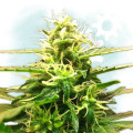 Lowryder 2 (Zamnesia Seeds)