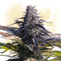 Monster Zkittlez (Zamnesia Seeds)