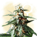 Northern Lights (Zamnesia Seeds)