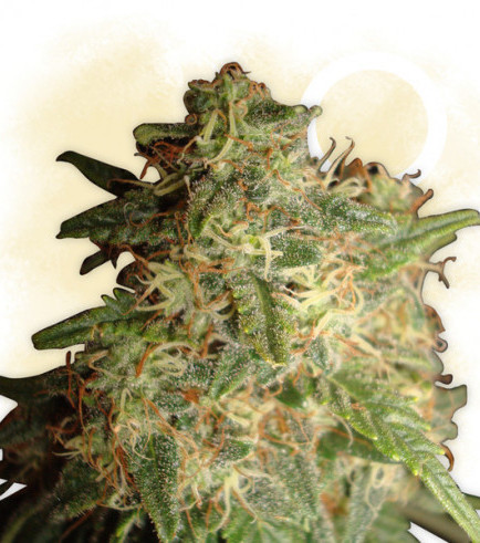 Sour Diesel (Zamnesia Seeds)