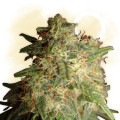 Sour Diesel (Zamnesia Seeds)