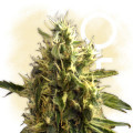 Super Silver Haze (Zamnesia Seeds)