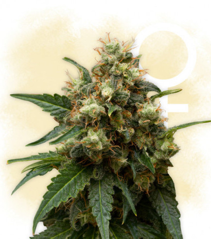 THC Bunker Buster (Zamnesia Seeds)