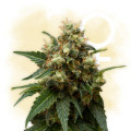 THC Bunker Buster (Zamnesia Seeds)