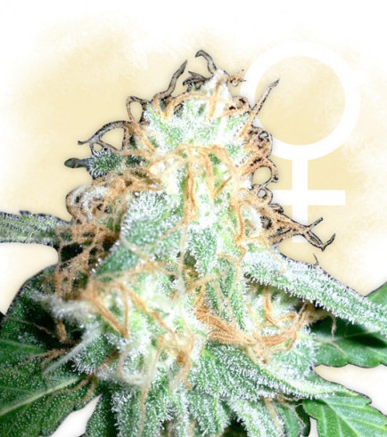 White Widow (Zamnesia Seeds)