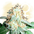 White Widow (Zamnesia Seeds)