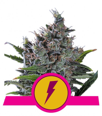 North Thunderfuck (Royal Queen Seeds)