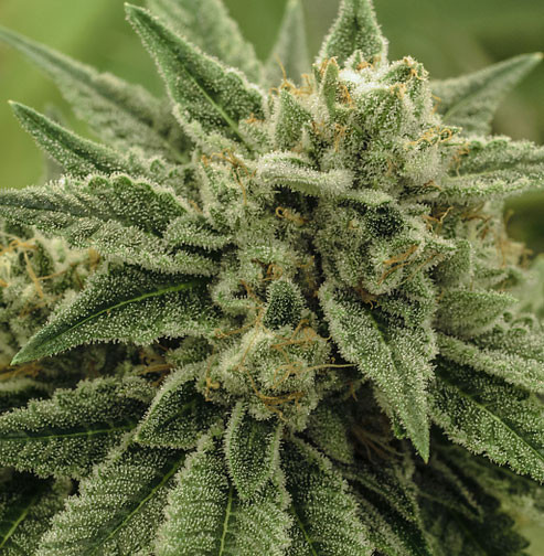 Wedding Cake Strain Information Cannaconnection Com