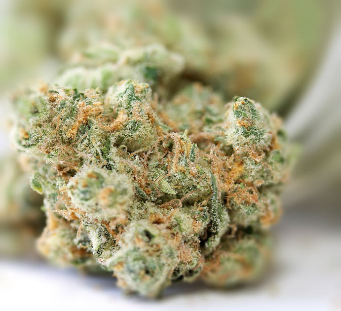 Cookies (Thin Mint) - Marijuana Clones - Cannabis Plants - Marijuana Seeds
