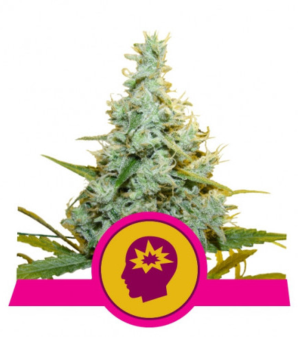 Amnesia Mac Ganja (AMG) (Royal Queen Seeds)