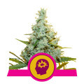 Amnesia Mac Ganja (AMG) (Royal Queen Seeds)